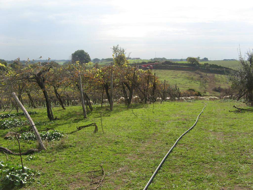 Casale Del Tiglio Bed and Breakfast Cerveteri Esterno foto