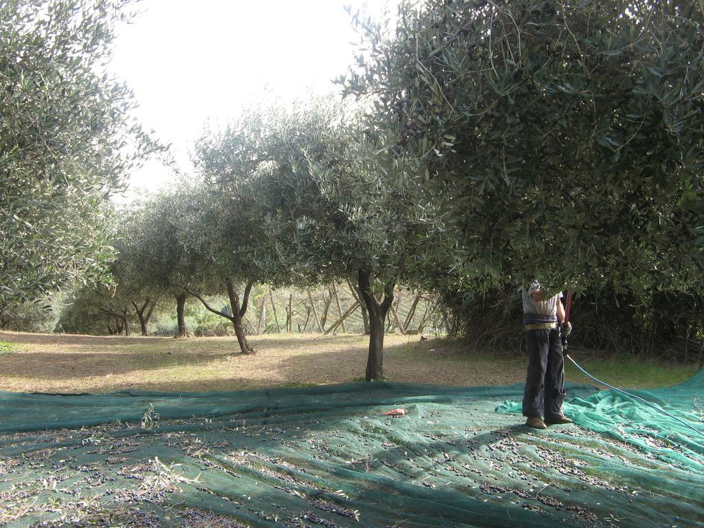 Casale Del Tiglio Bed and Breakfast Cerveteri Esterno foto