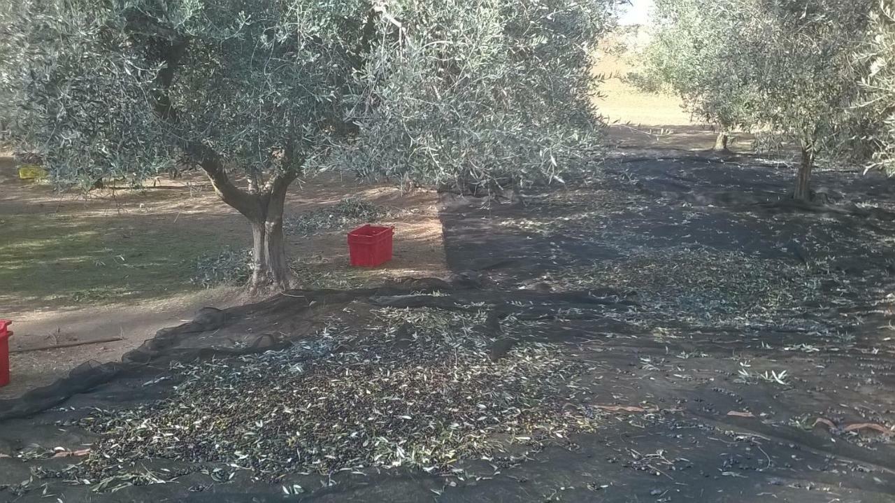 Casale Del Tiglio Bed and Breakfast Cerveteri Esterno foto